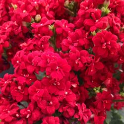 Kalanchoe de flores vermelhas